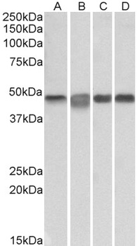 JAG1 Antibody