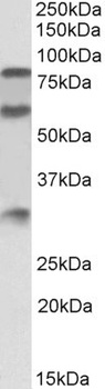 JAG1 Antibody