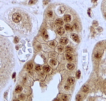 GOLPH3 Antibody