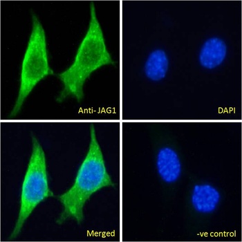 GOLPH3 Antibody