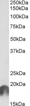BAG3 Antibody