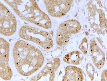 betaCstF-64 variant 1/ betaCstF-64 variant 3 Antibody