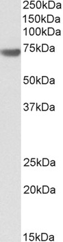 DLL4 Antibody