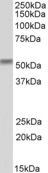 ENPP2 / AUTOTAXIN Antibody