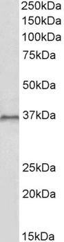 E2F4 Antibody