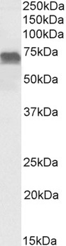 Transcription factor E2F4 Antibody