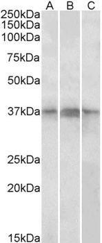 Transcription factor E2F4 Antibody