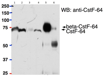 SYVN1 Antibody