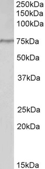 HOXA10 Antibody