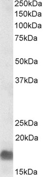 HOXA10 Antibody