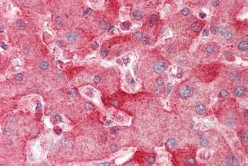 HOXC6, Antibody