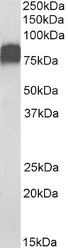 complement component 7 Antibody