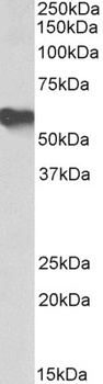 complement component 7 Antibody