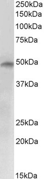 complement component 7 Antibody