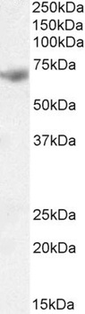 neuronal pentraxin 1 Antibody