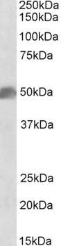 EEF1E1/AIMP3/p18 Antibody