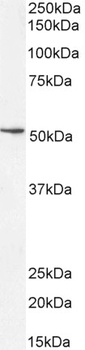 EEF1E1 / AIMP3 / p18 Antibody