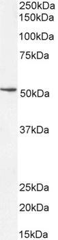 EEF1E1/AIMP3/p18 Antibody