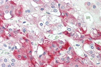 GRB10 Antibody