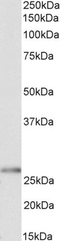 ITK Antibody