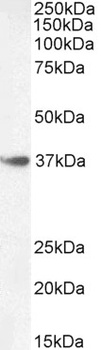 SOX10 Antibody