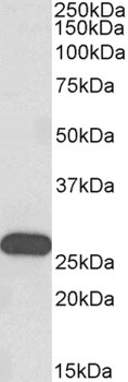 SOX10 Antibody