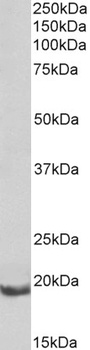 VGLUT2 Antibody