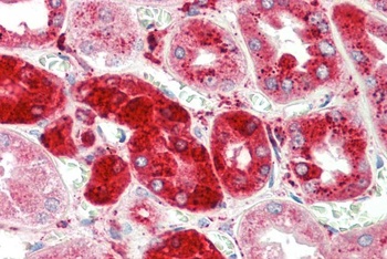 BCAR1 Antibody