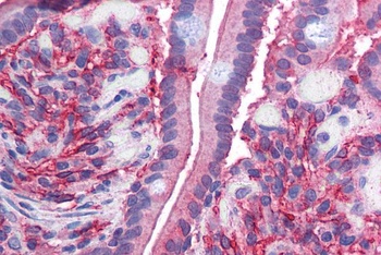 Cytochrome B Reductase 1 Antibody