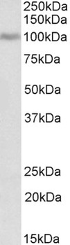 bcl-2-related protein A1 Antibody
