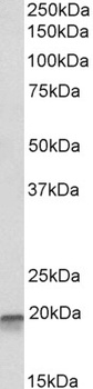 Caspase 6 Antibody