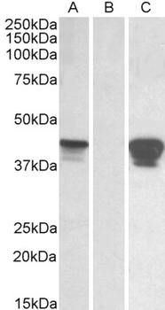 CREB1 Antibody