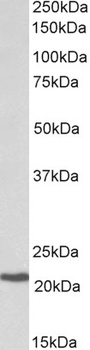 Myosin IH Antibody