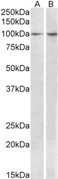 Myosin IH Antibody
