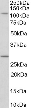 DMTF1 Antibody