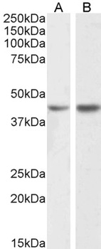 FUT2 Antibody