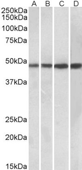 PIM2 Antibody