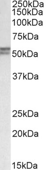 SLAMF8 Antibody