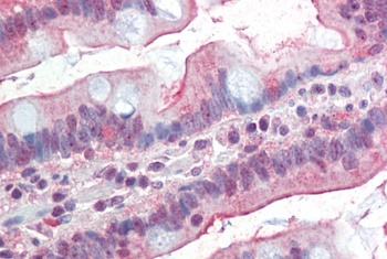 SLAMF8 Antibody