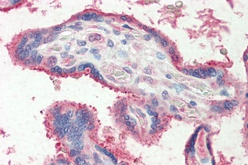 CCDC3 Antibody