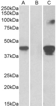 MCF2L Antibody