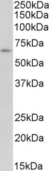 MK2/MAPKAPK2 Antibody