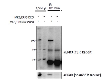 MK5/MAPKAPK5 Antibody