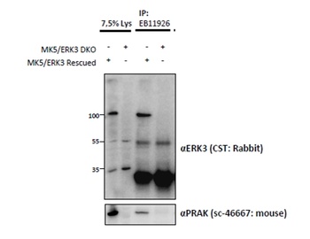 MK5 / MAPKAPK5 Antibody