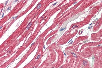 ERK3 / MAPK6 Antibody