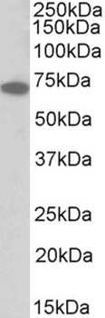 ERK3 / MAPK6 Antibody