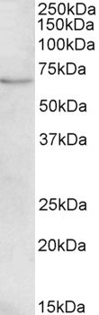 ERK3 / MAPK6 Antibody
