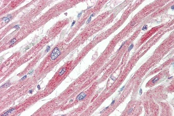ATF6 Antibody
