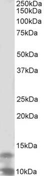 polo-like kinase 3 Antibody