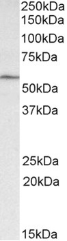 MLC1 Antibody